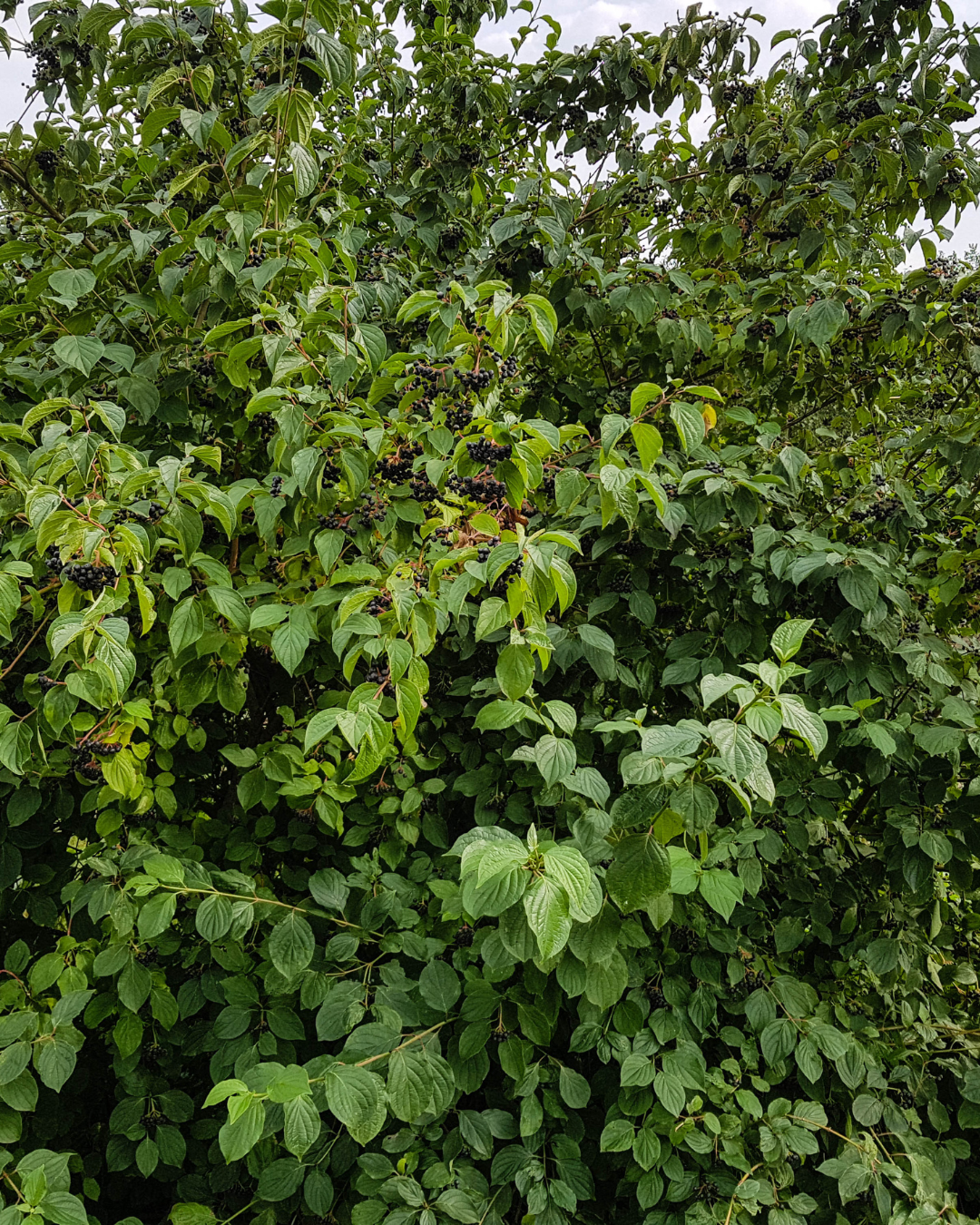 Aroniabär 'Nero' – Svartaronia (Aronia × prunifolia)