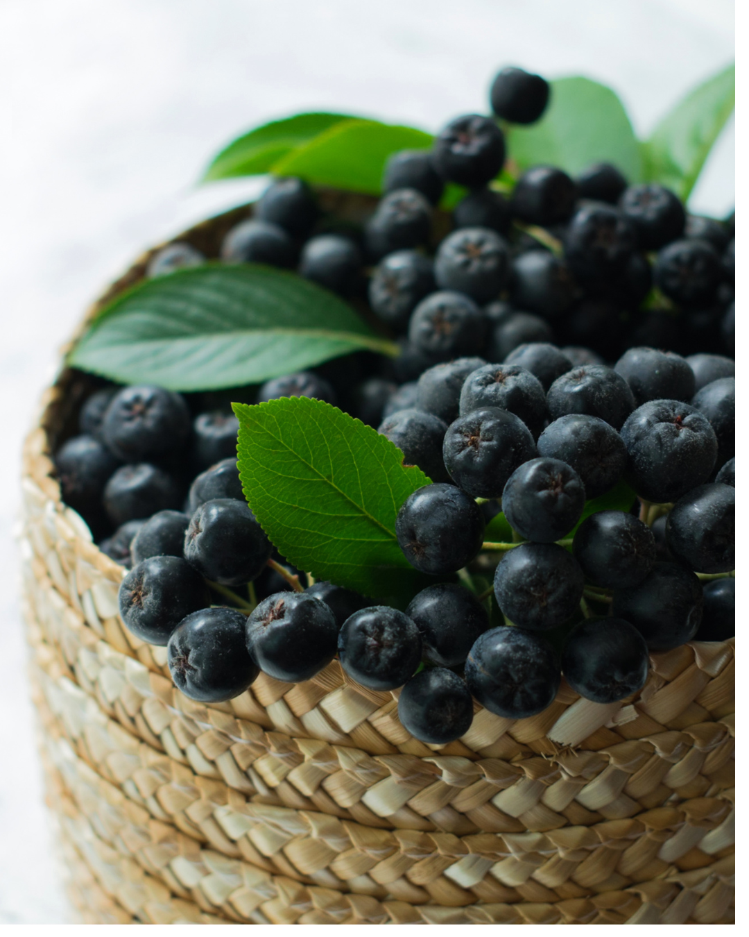 Riklig skörd av Aronia × prunifolia 'Nero' bär i juli