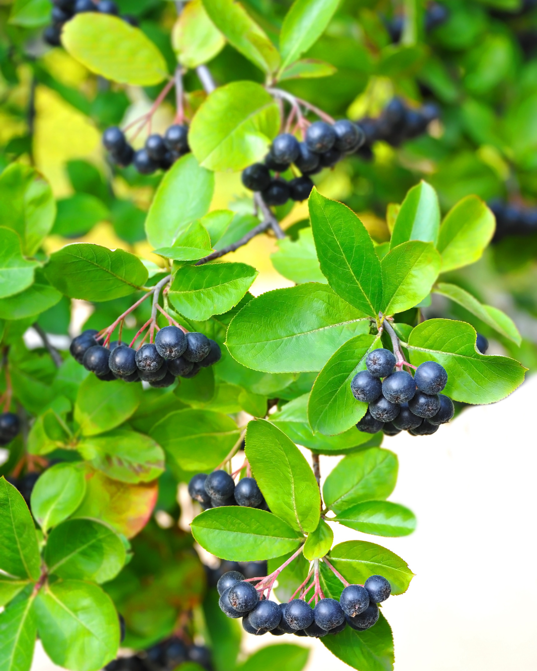 Aronia Nero bär glänsande svarta – nyttiga och goda