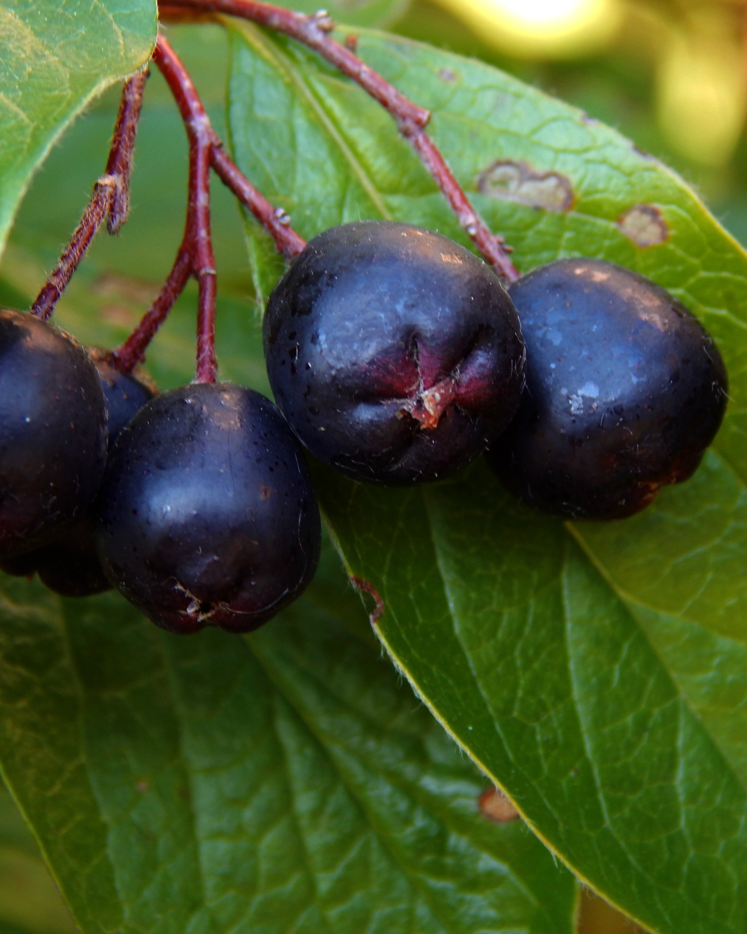 Aronia Nero bär glänsande svarta – nyttiga och goda