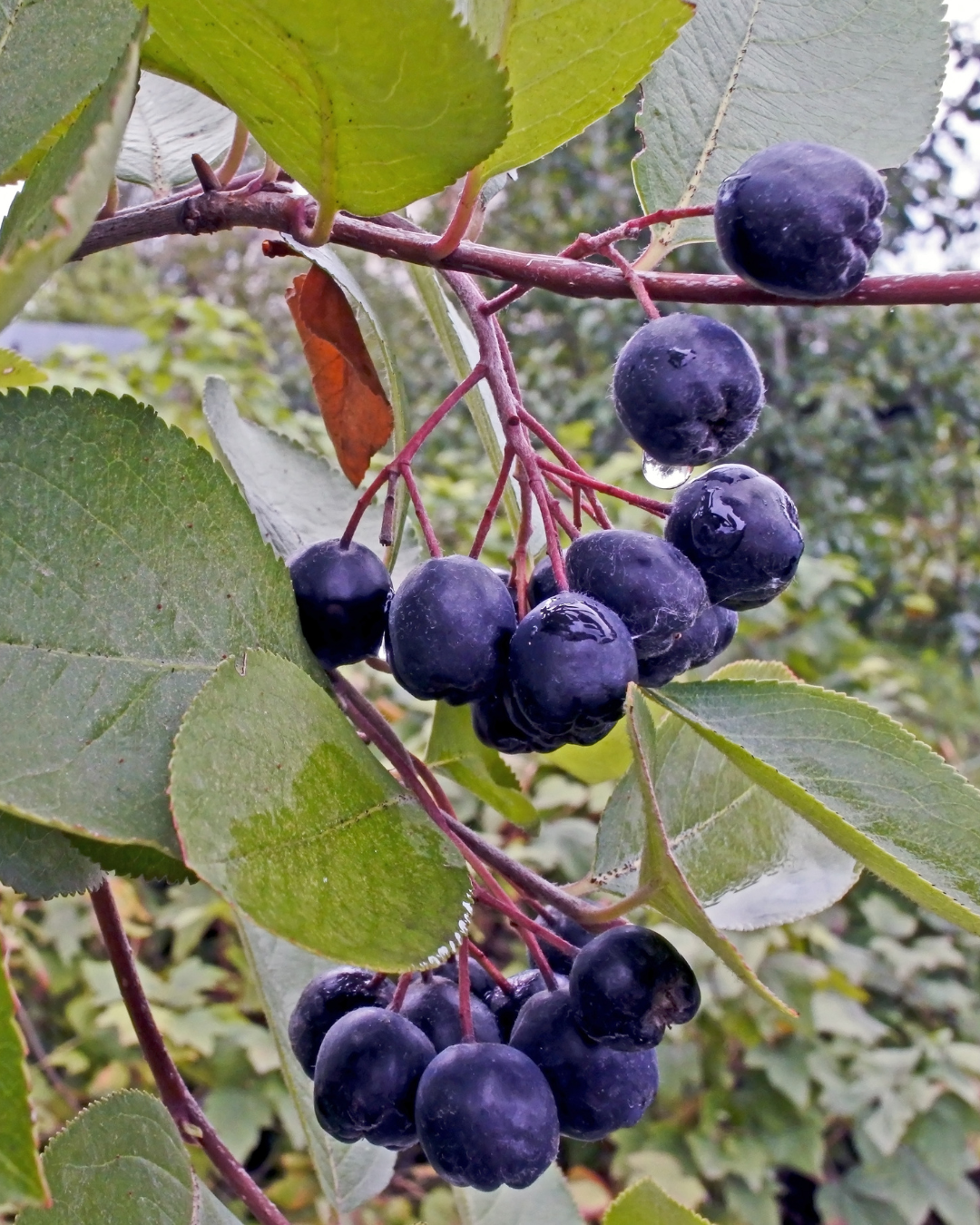 Aronia Nero bär glänsande svarta – nyttiga och goda