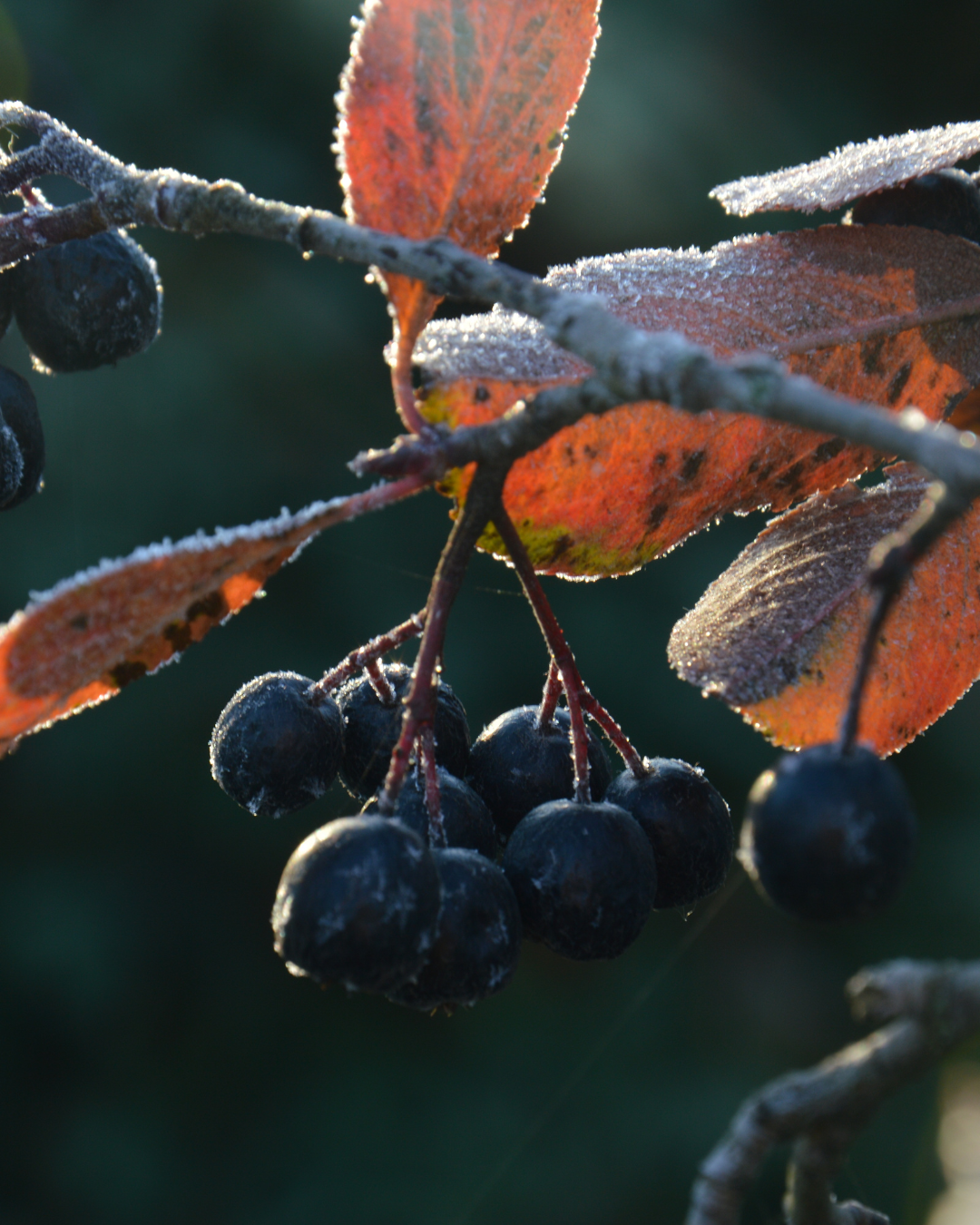 Antioxidant-rika Aronia Nero bär på busken