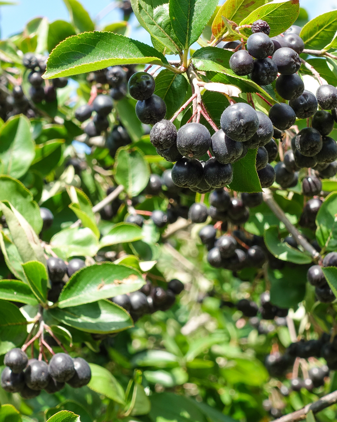 Närbild på Aronia Nero bär på grenarna
