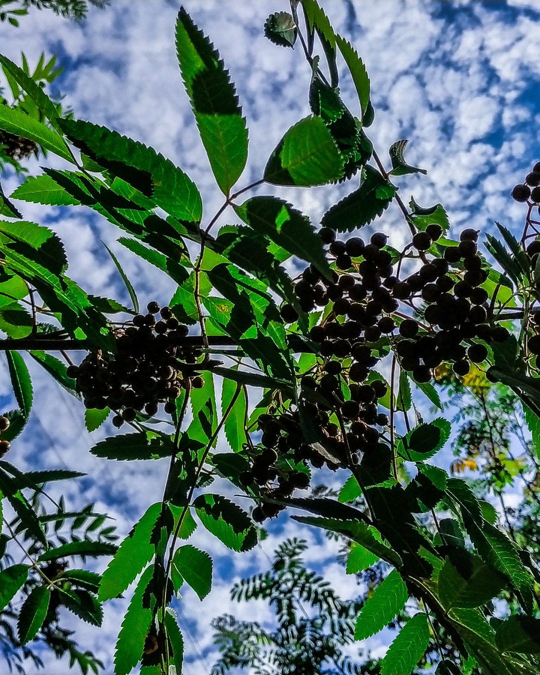 Ätliga Aronia Nero bär – perfekt för saft och sylt