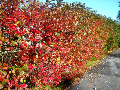 Färgsprakande höstlöv på Aronia × prunifolia 'Nero