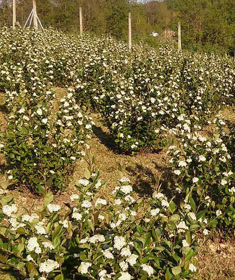 Vita blommor på Aronia Nero – lockar pollinerande insekter