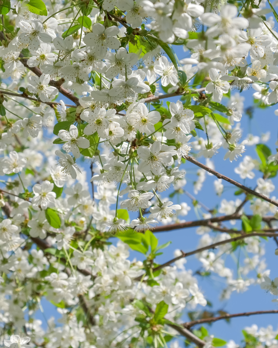 Vita blommor på Aronia Nero – lockar pollinerande insekter