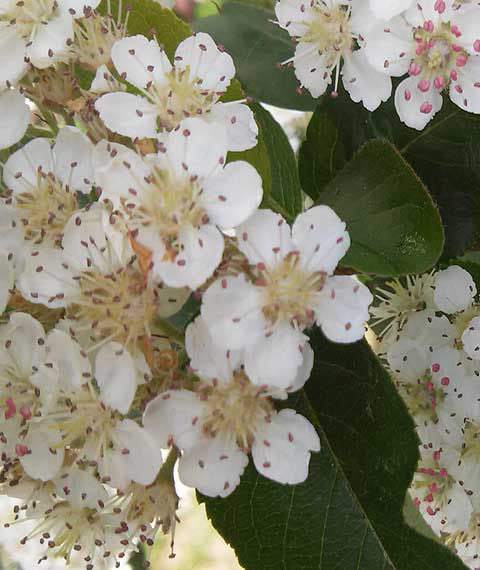 Vit blomning på Aronia × prunifolia 'Nero' – doftande och dekorativ