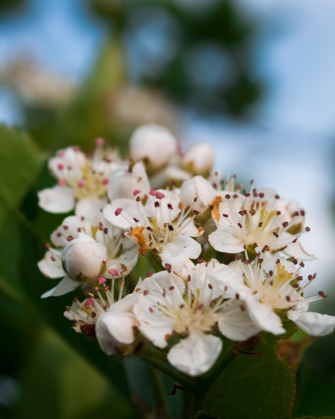 Blommande Aroniabuske på våren – riklig blomning