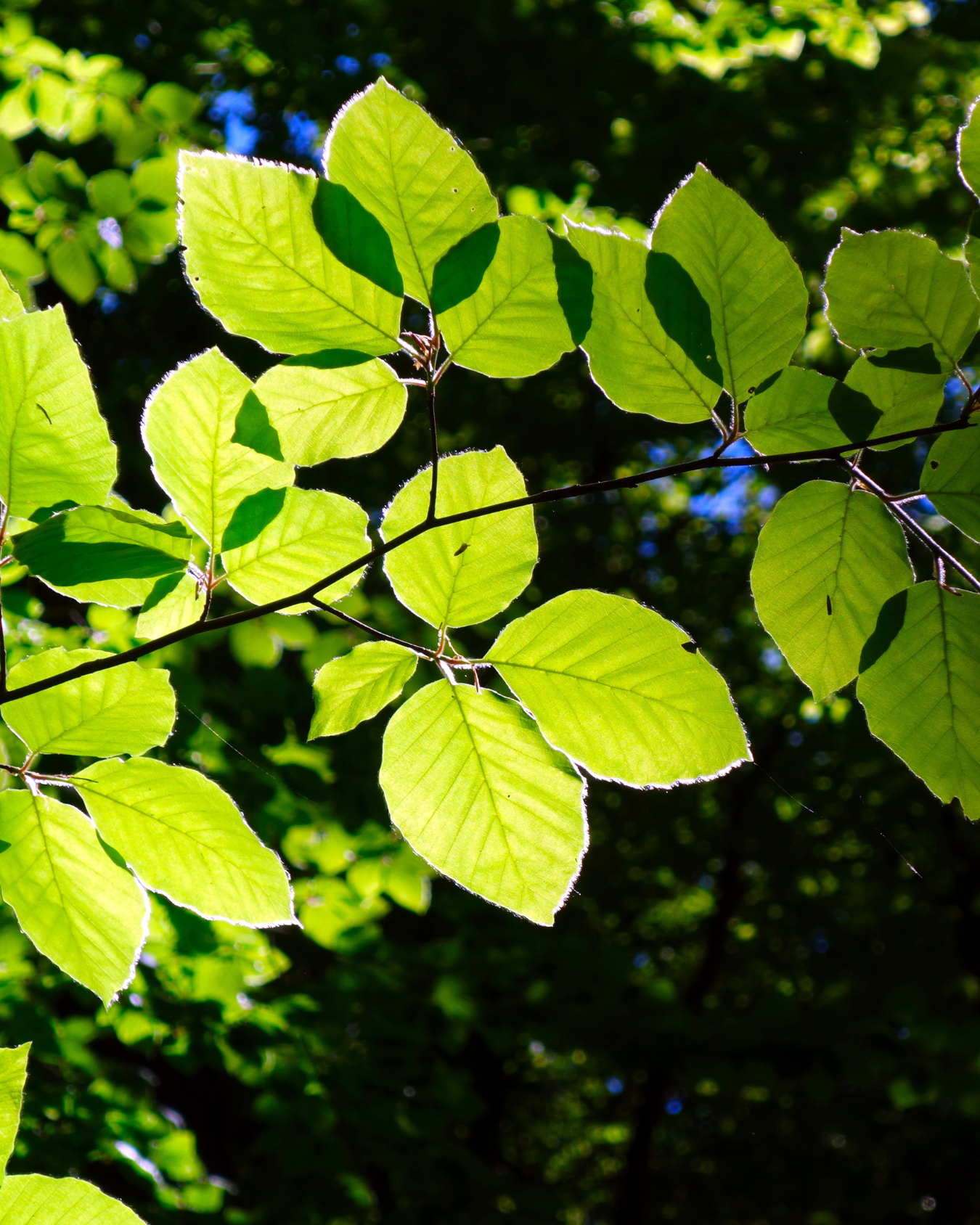 Bokhäck med fräscha ljusgröna blad på våren