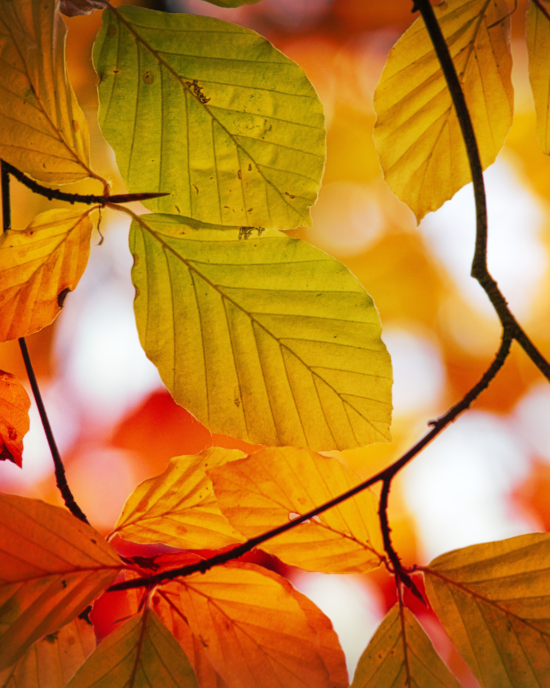 Dekorativ bokhäck med starka säsongsfärger
