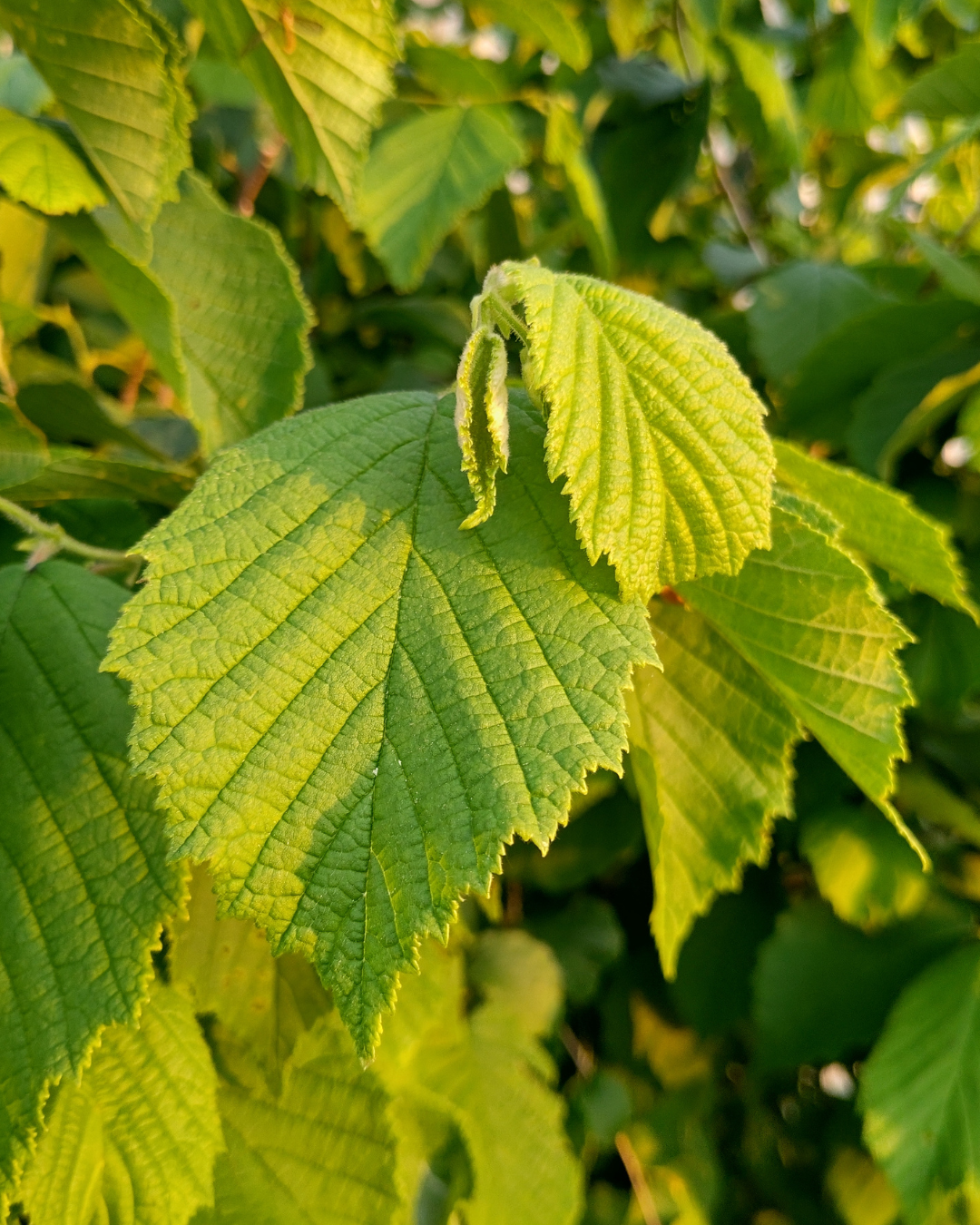 Stora gröna blad på hasselhäcken – ger tätt insynsskydd