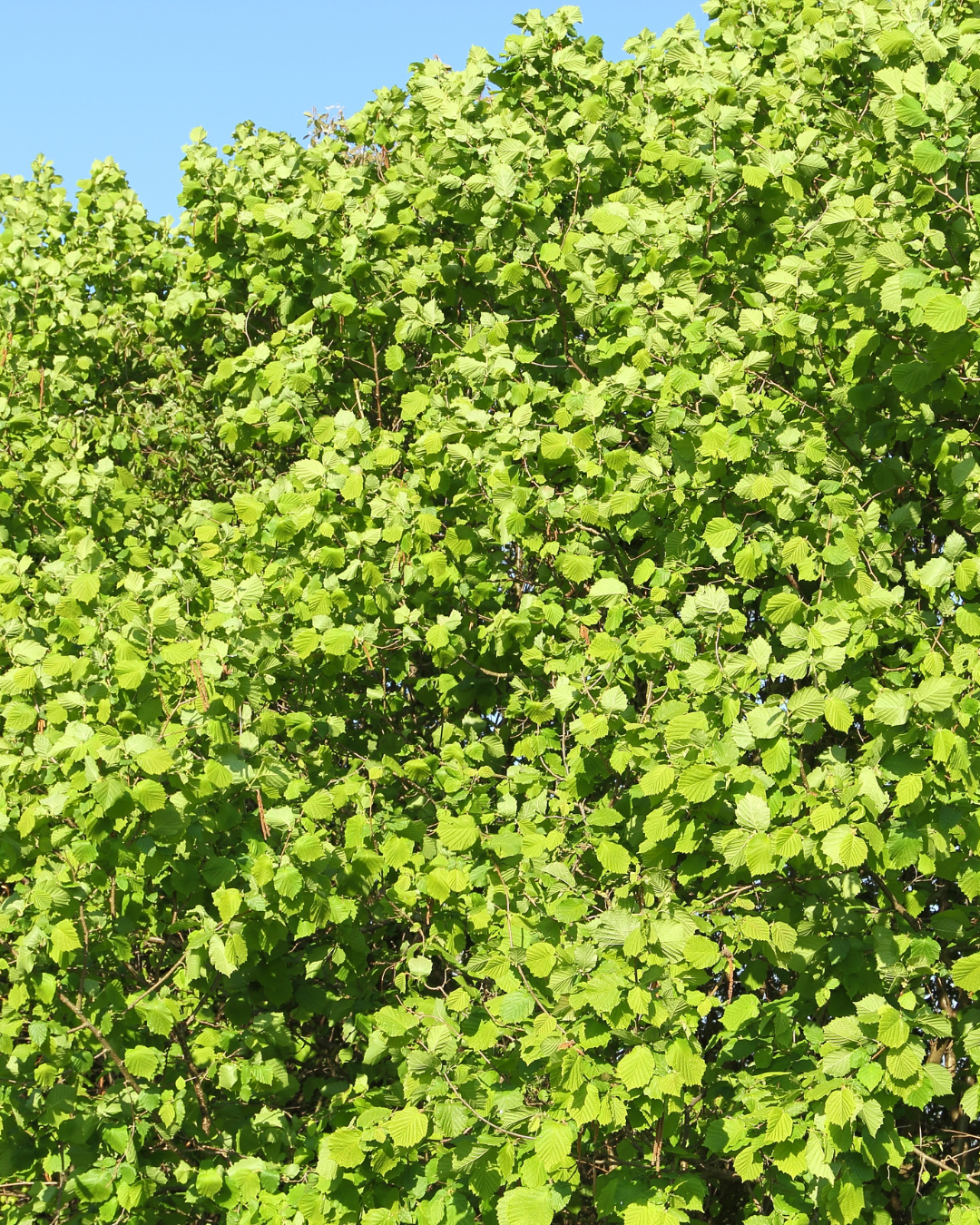 Tät och grön hasselhäck längs vägen – naturligt insynsskydd