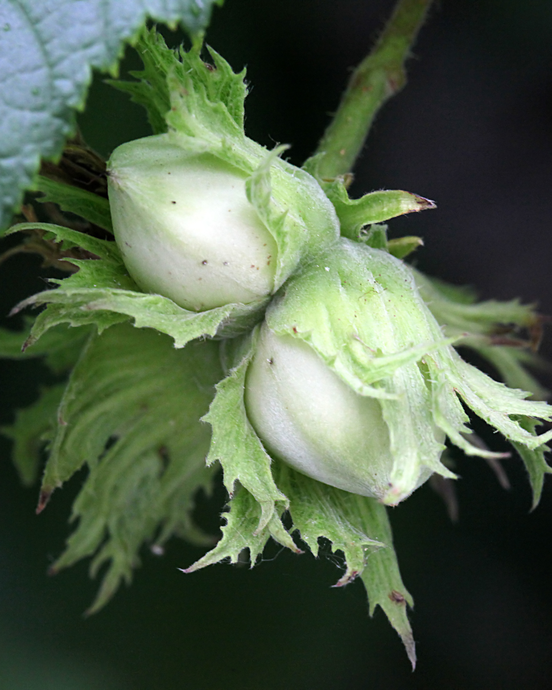 Corylus avellana med mogna hasselnötter i klasar