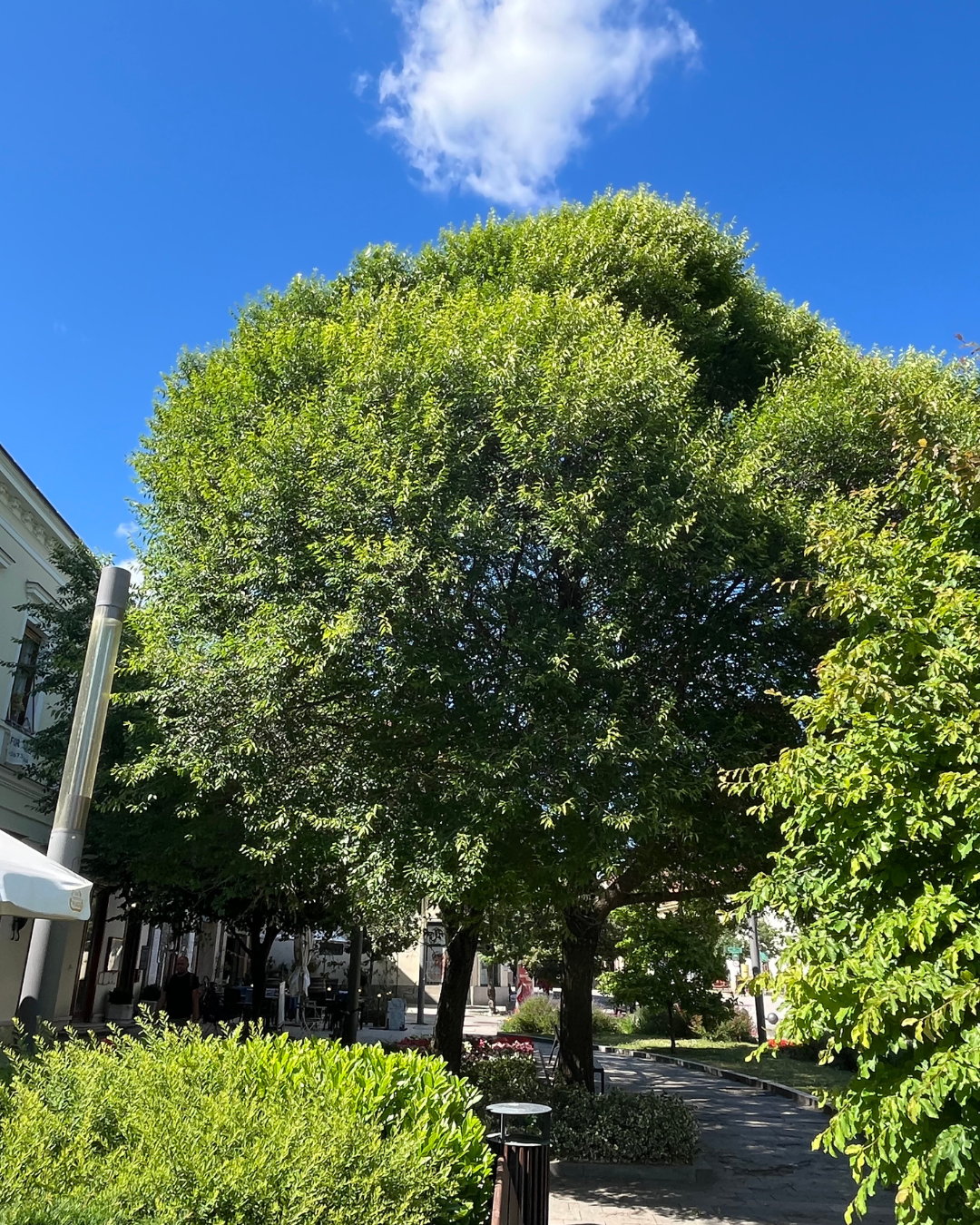 Stort Khojasalm Ulmus pumila i bostadsområde – robust och långlivad