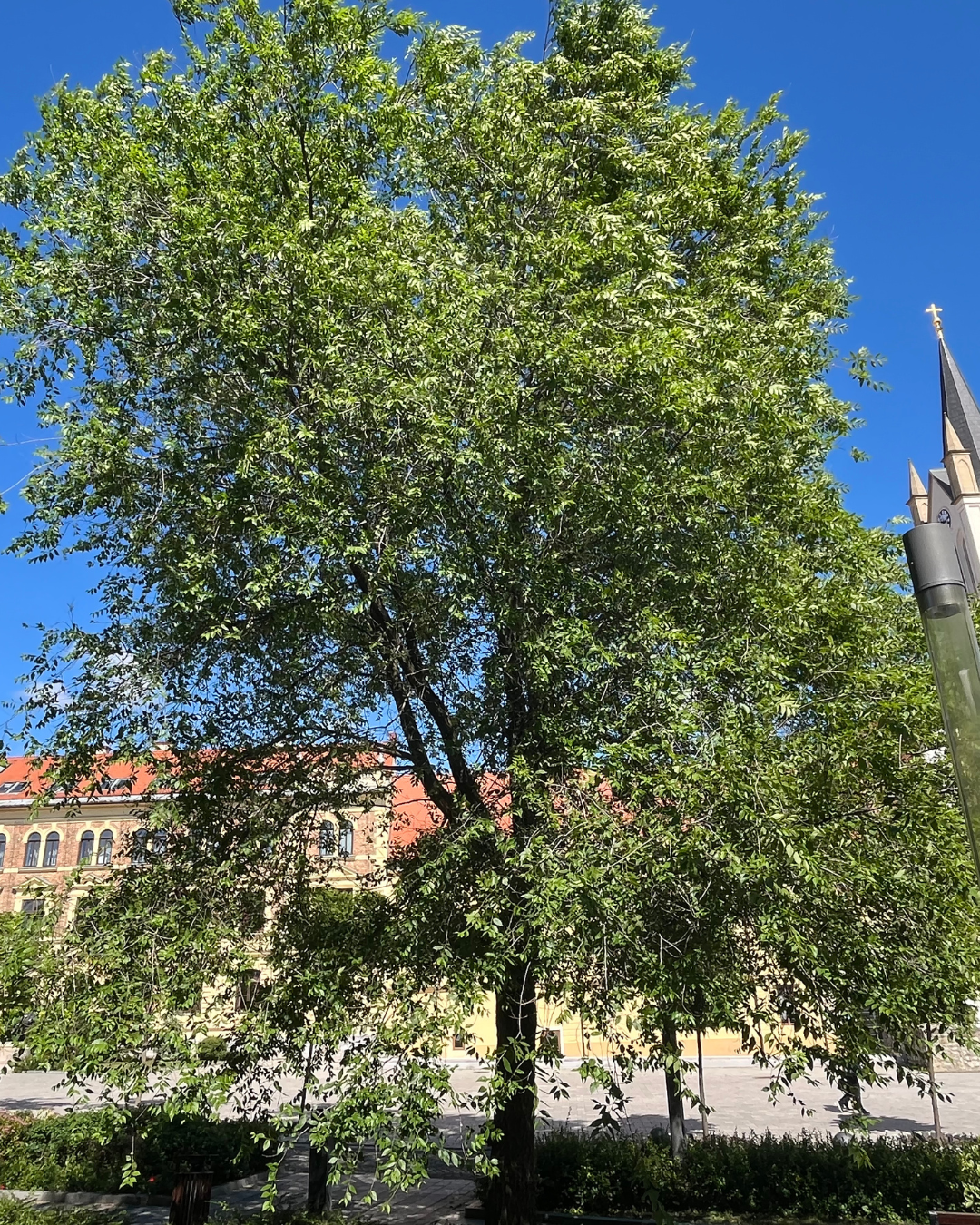 Khojasalm Ulmus pumila ger naturlig skugga för bilar på sommaren