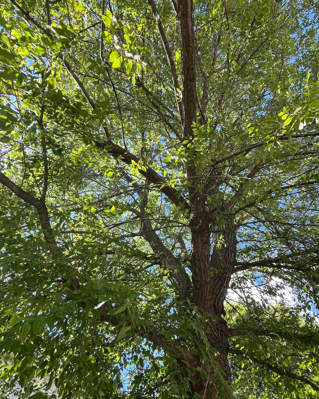 Snabbväxande Khojasalm planerad som allé i stadsmiljö