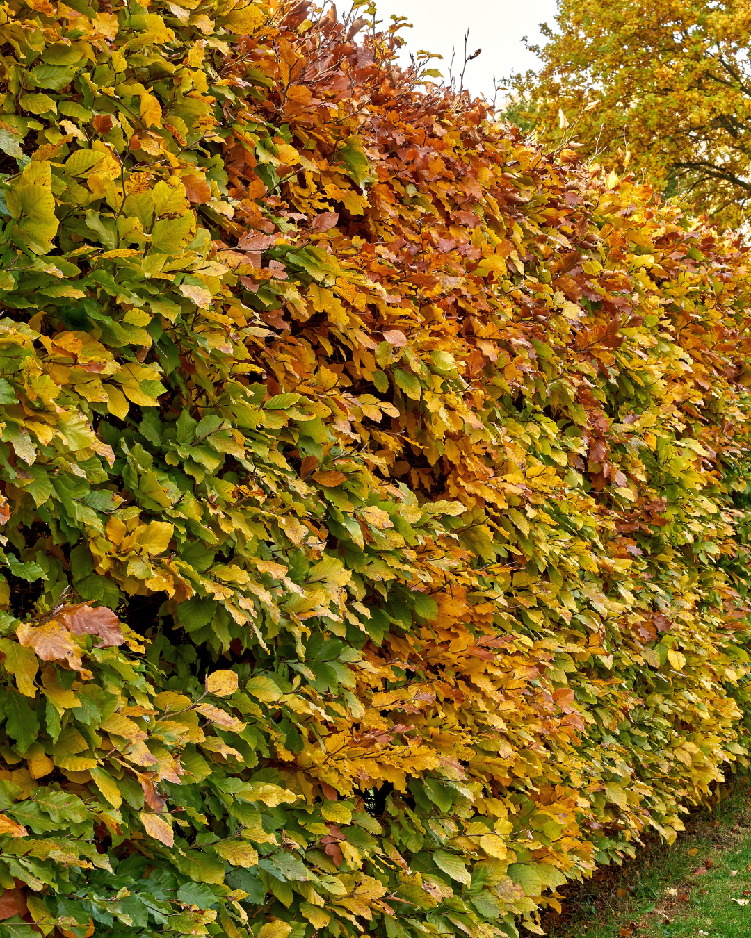 Carpinus betulus – höstfärger på tät Lombard avenbokhäck