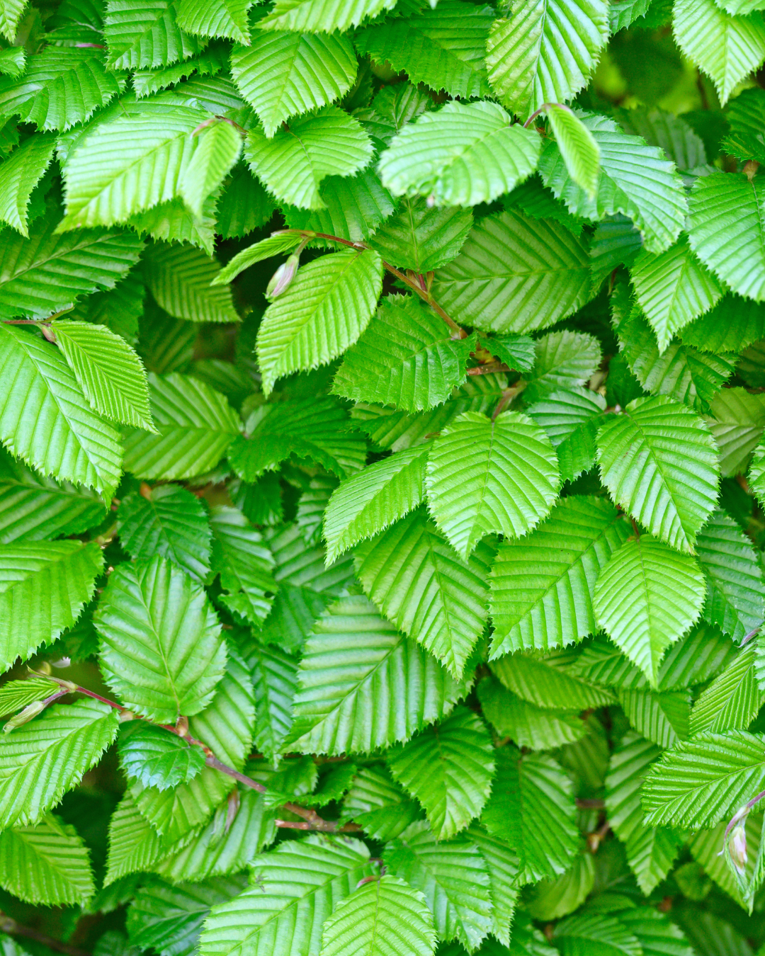 Carpinus betulus – höstfärger på tät Lombard avenbokhäck