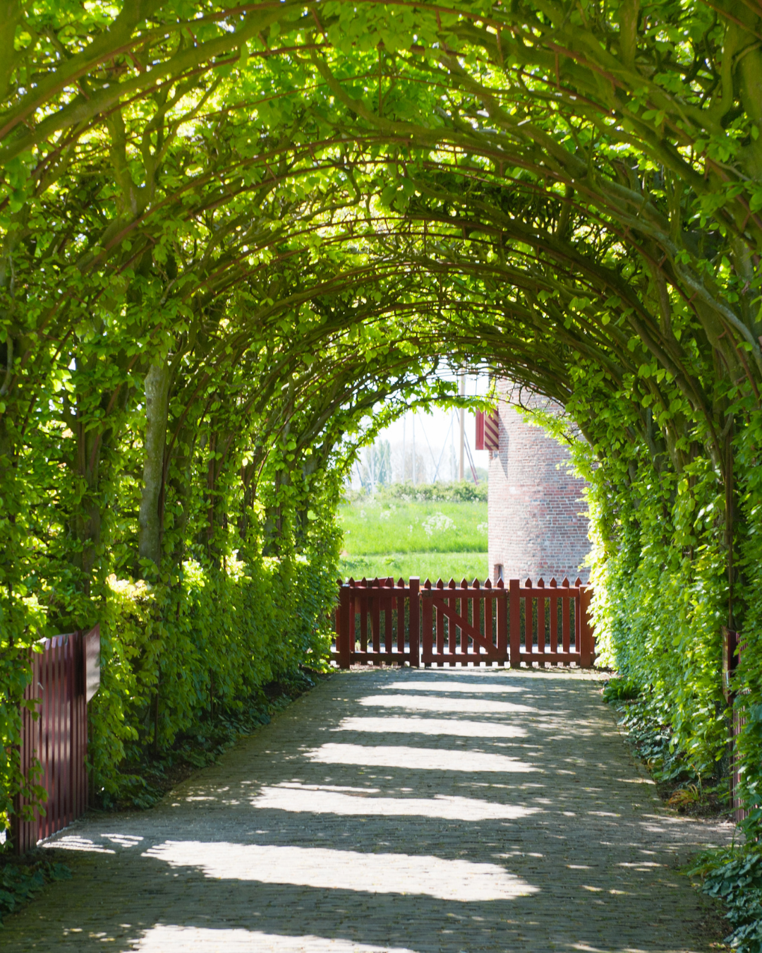 Formklippt Mirakelhäcken® – grön häck i port- och bågform