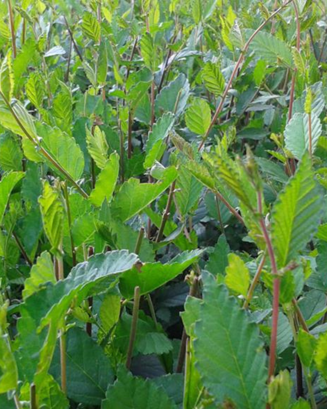 Friska gröna blad på Mirakelhäcken® – sibirisk alm Ulmus pumila