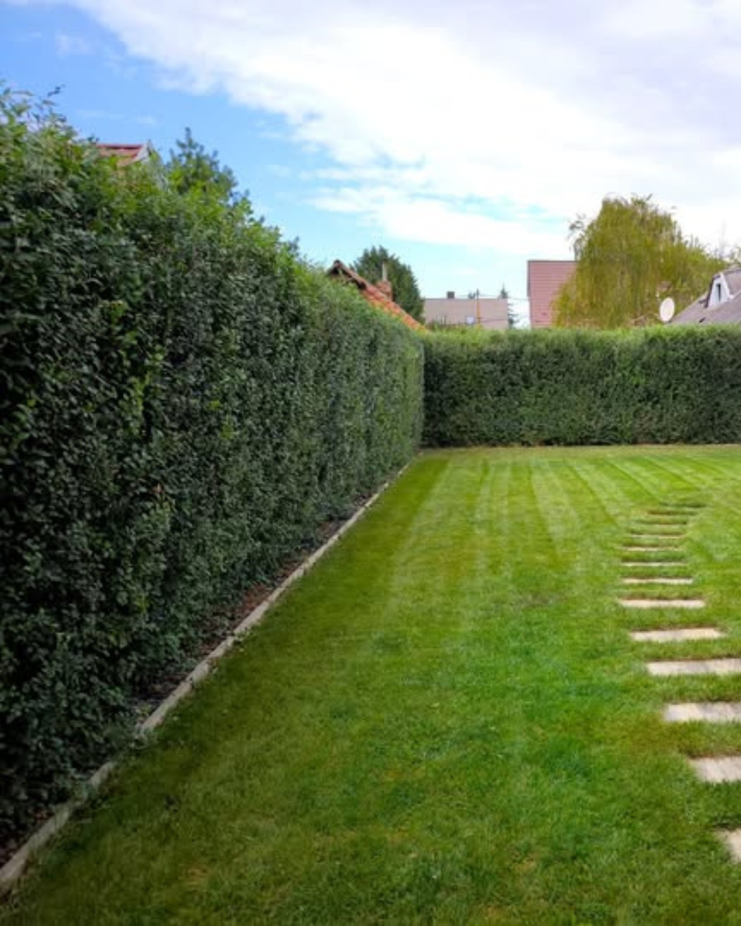 Ulmus Mirakelhäcken – snabbväxande grön vägg i trädgården