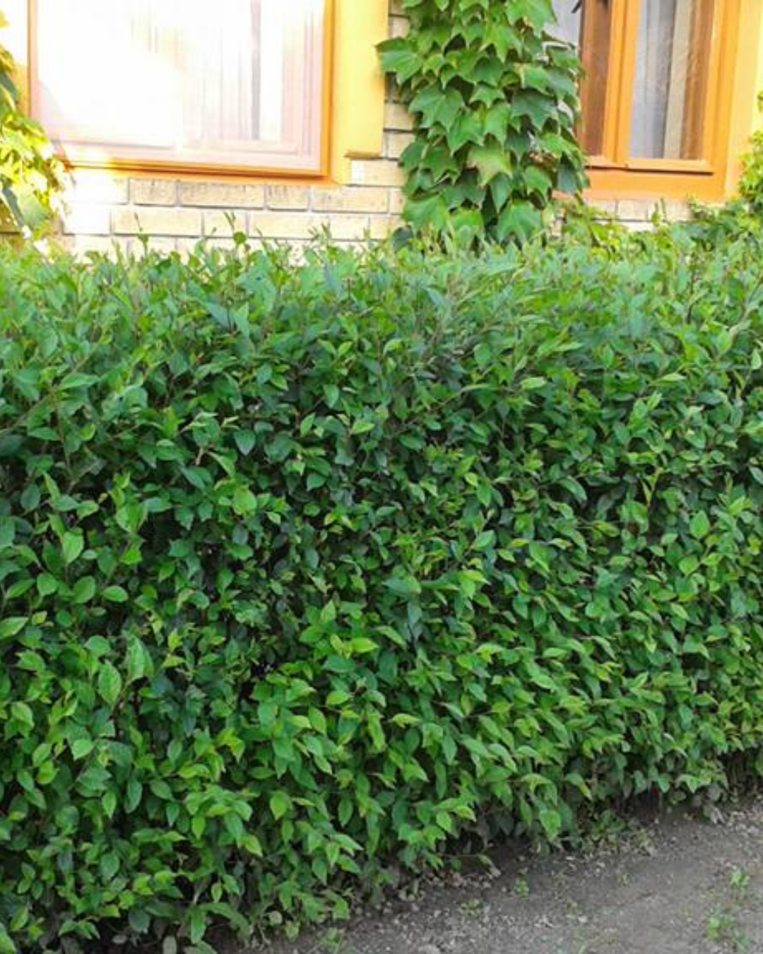 Snabbväxande Ulmus pumila – tät häck på bara några år