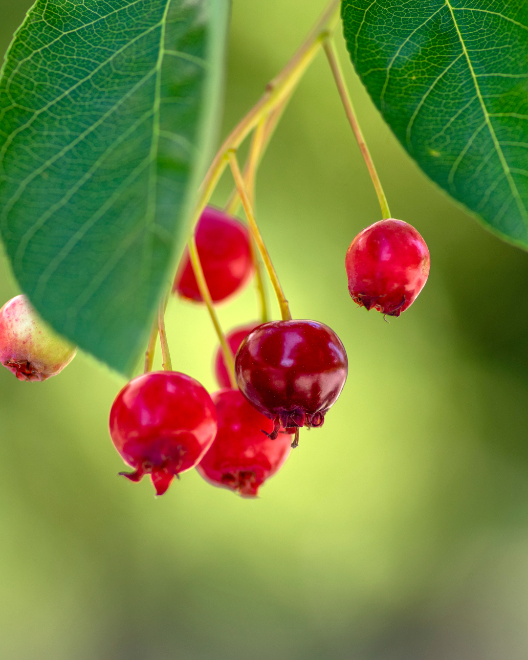 Ätliga och vitaminrika bär på Amelanchier lamarckii
