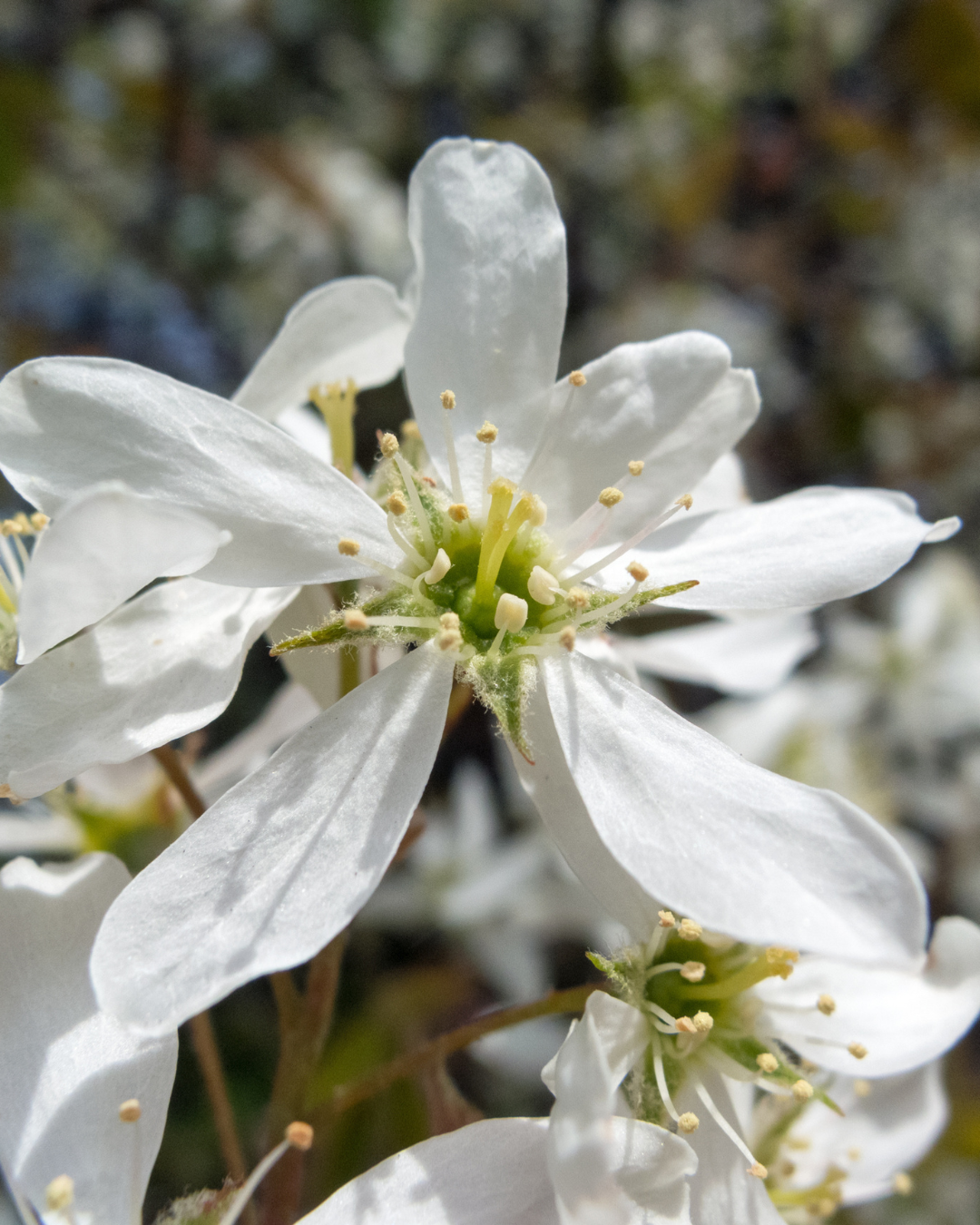 Prakthäggmispel i full vårblom med vita blommor