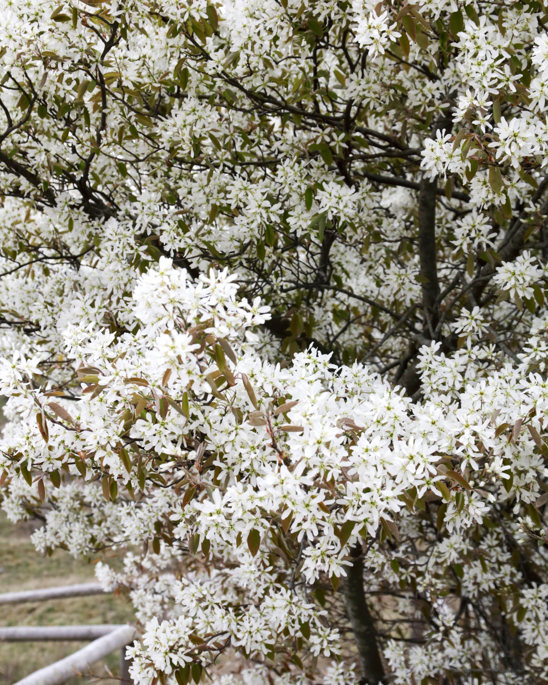 Amelanchier lamarckii med riklig vit blomning som ett moln
