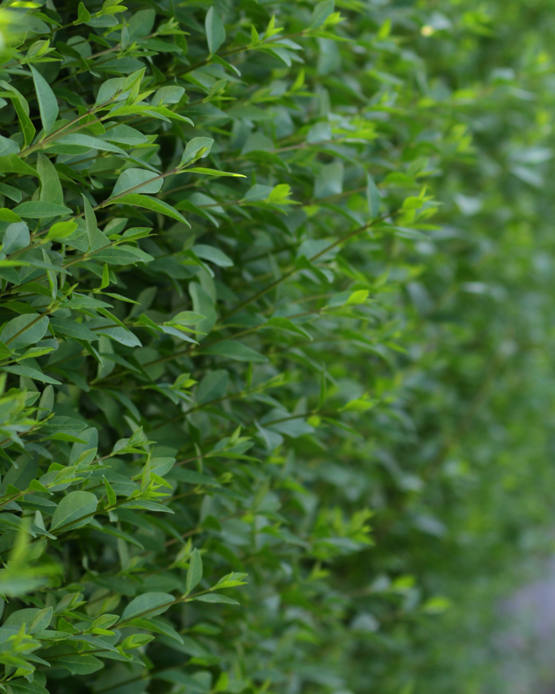 Elegant och kompakt Ligustrum ovalifolium 'Rimini' som häckväxt