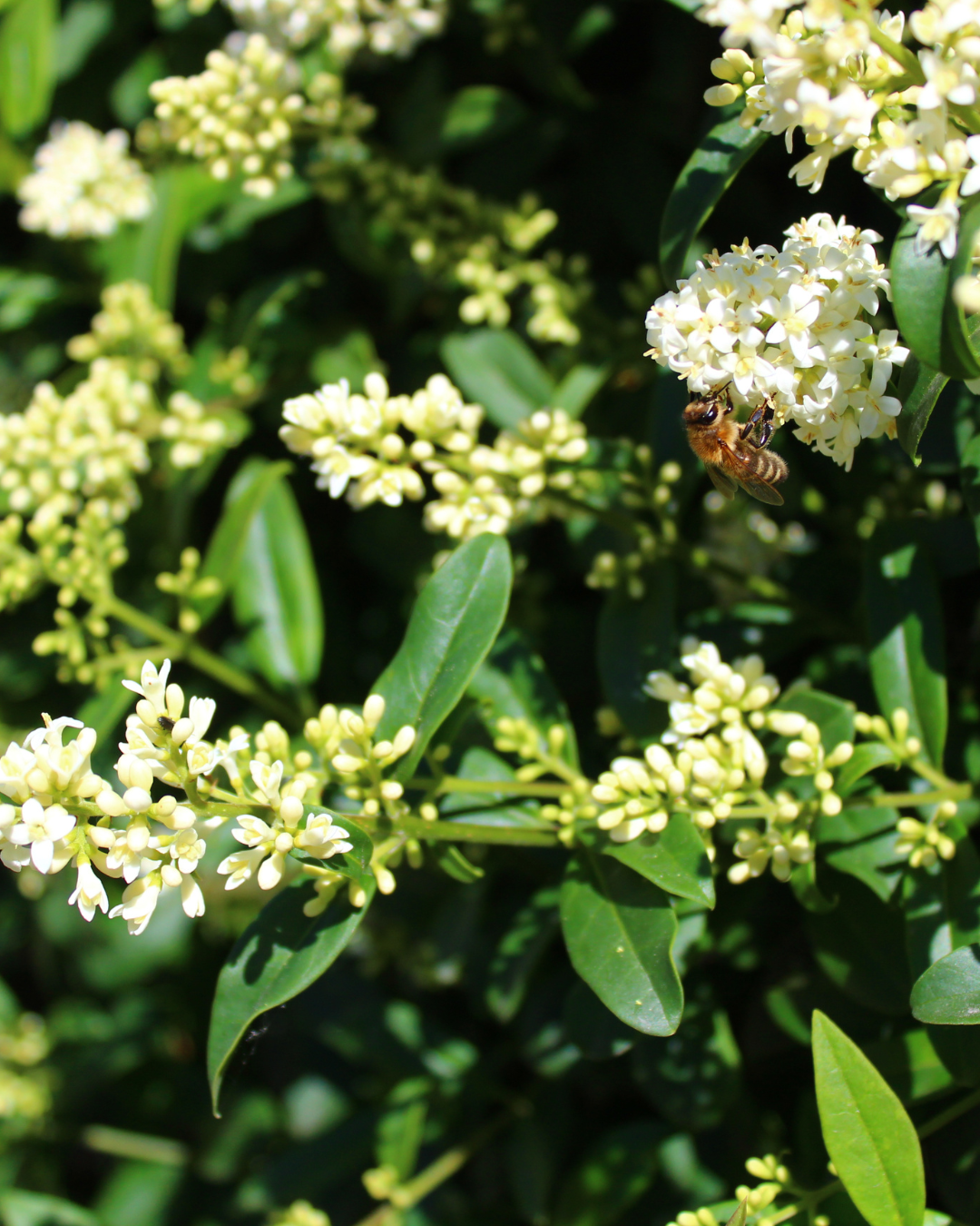 Ligusterhäck i blom – vita blommor på Rimini liguster