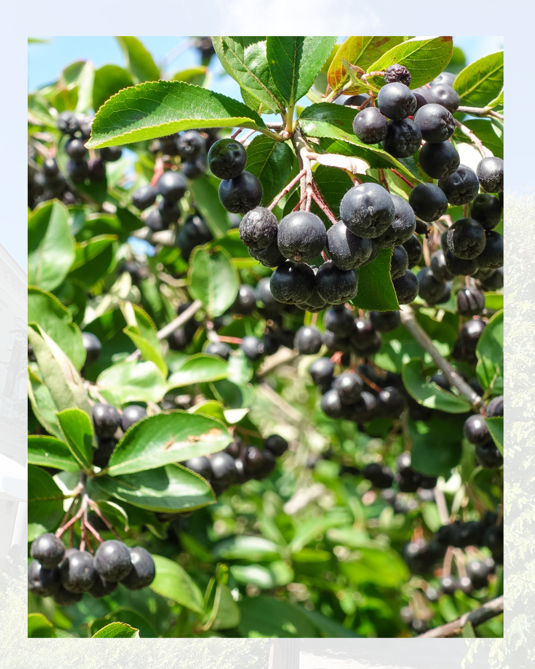 Närbild på Aronia Nero bär på grenarna