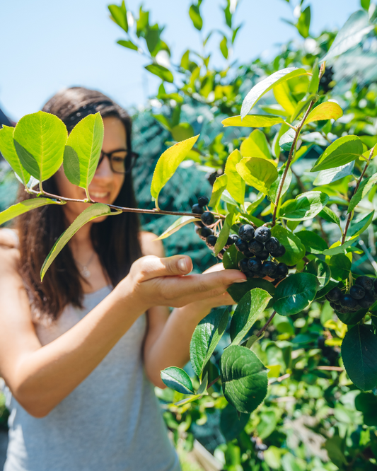 Kvinna skördar svarta Aronia Nero bär – rik på antioxidanter