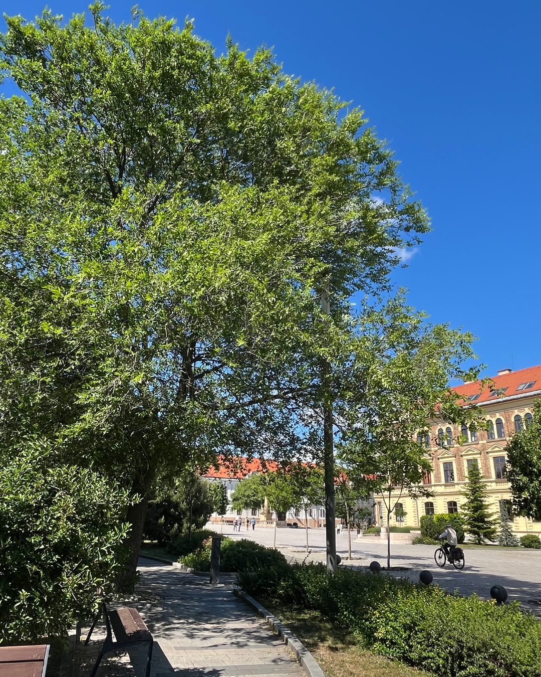 Unga Khojasalm träd längs en gata – snabbväxande och tåliga