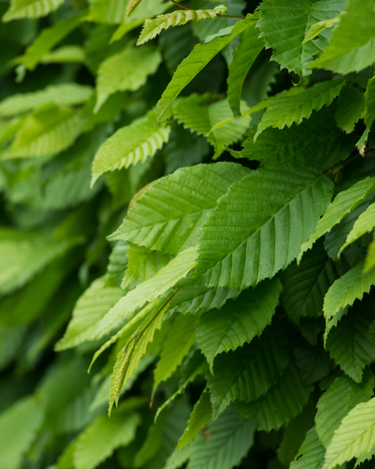 Friska, ljusgröna blad på Lombard avenbokhäck – Carpinus betulus