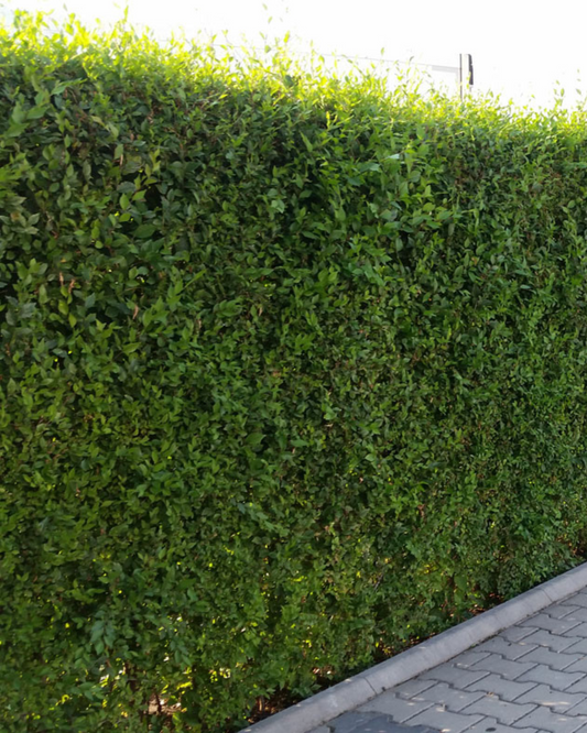 Mirakelhäcken® Ulmus pumila – tät grön häck för insynsskydd