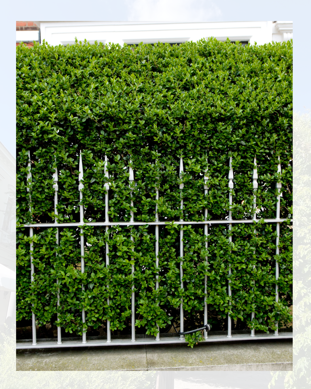 Liguster - Ligustrum ovalifolium "RIMINI"